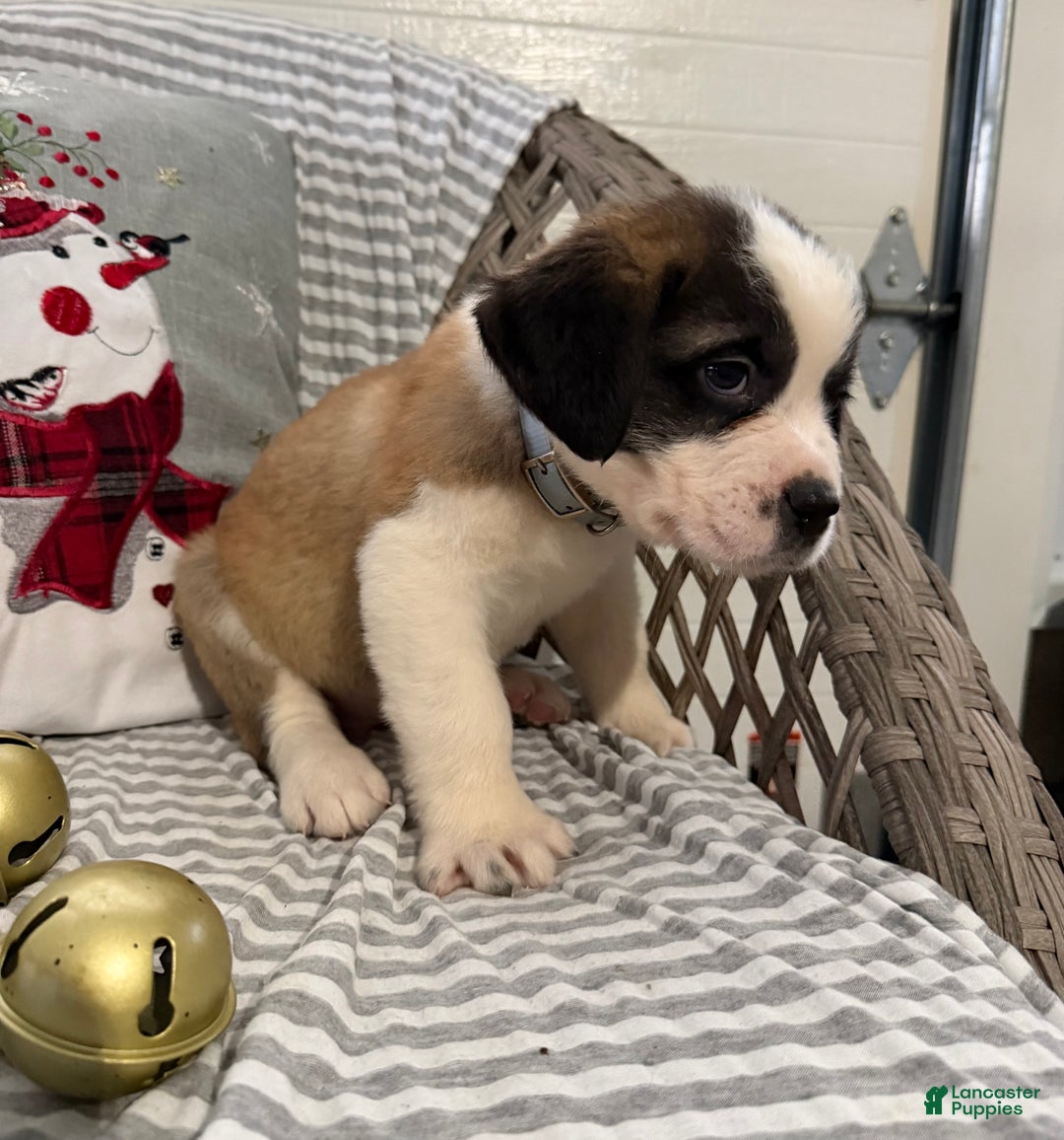 Saint Bernard dogs for sale: Diesel - Ad 3