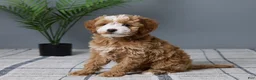 Mini Goldendoodle dogs for sale: Chloe - Ad 2