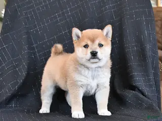 Shiba Inu dogs Zabrina - Ad 35