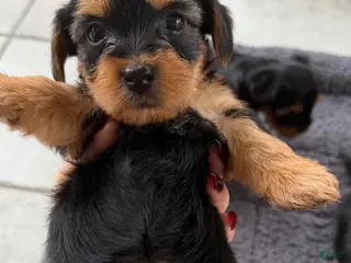 Shorkie dogs Shorkie Puppy 3 - Ad 17