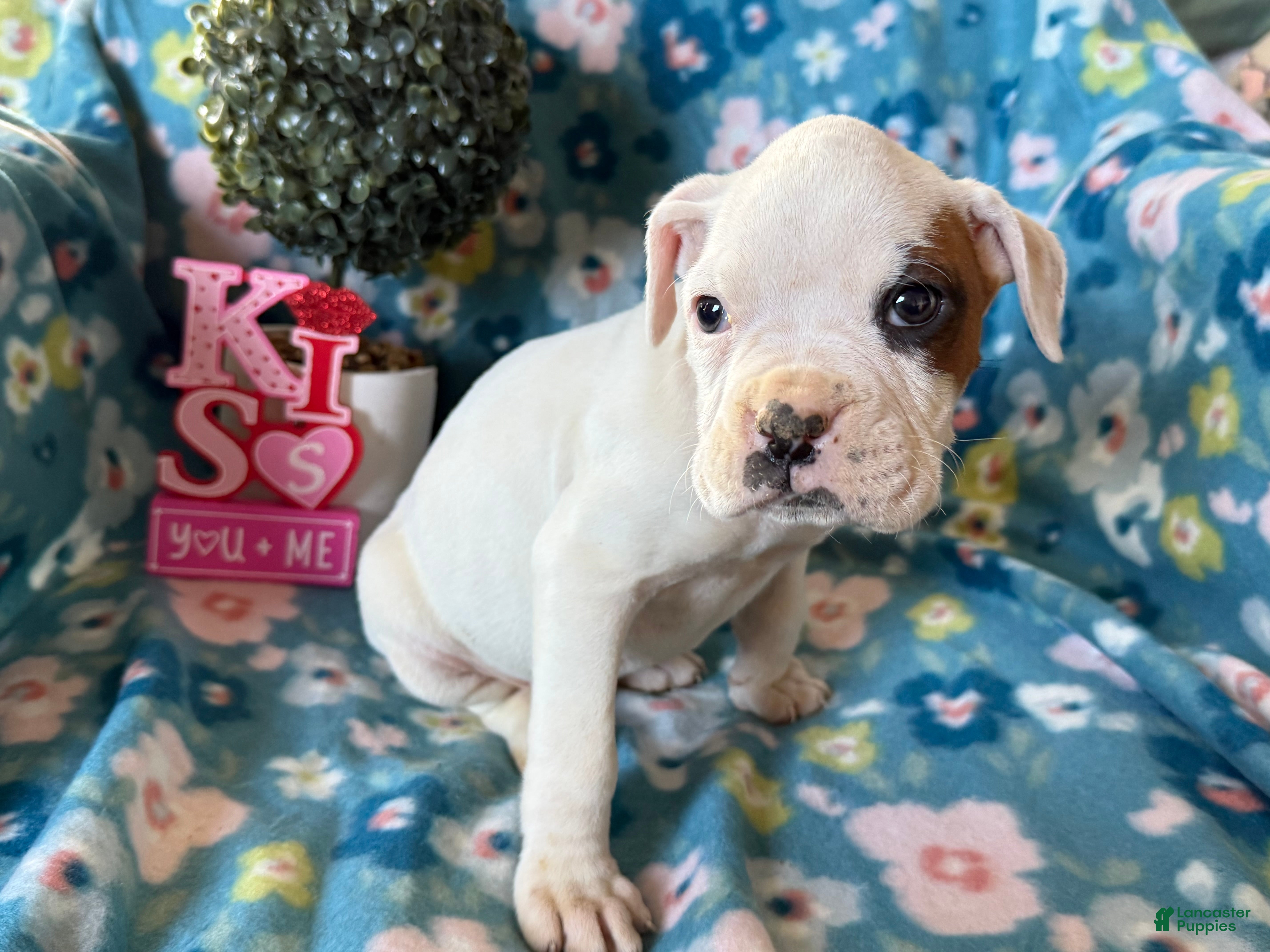 Boxer dogs Sunny  - Ad 2