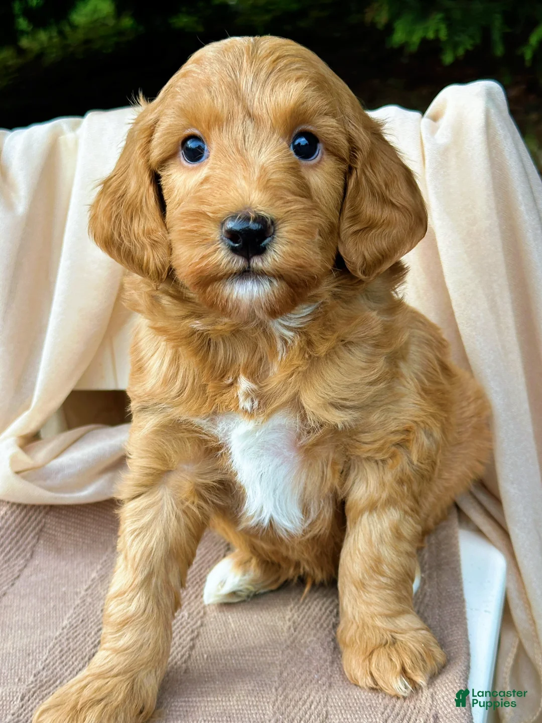 Mini Goldendoodle dogs for sale: Skip-OFA & Genetic Tested Parents-Health Warranty - Ad 1