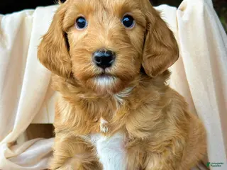Mini Goldendoodle dogs for sale: Skip-OFA & Genetic Tested Parents-Health Warranty - Ad 4