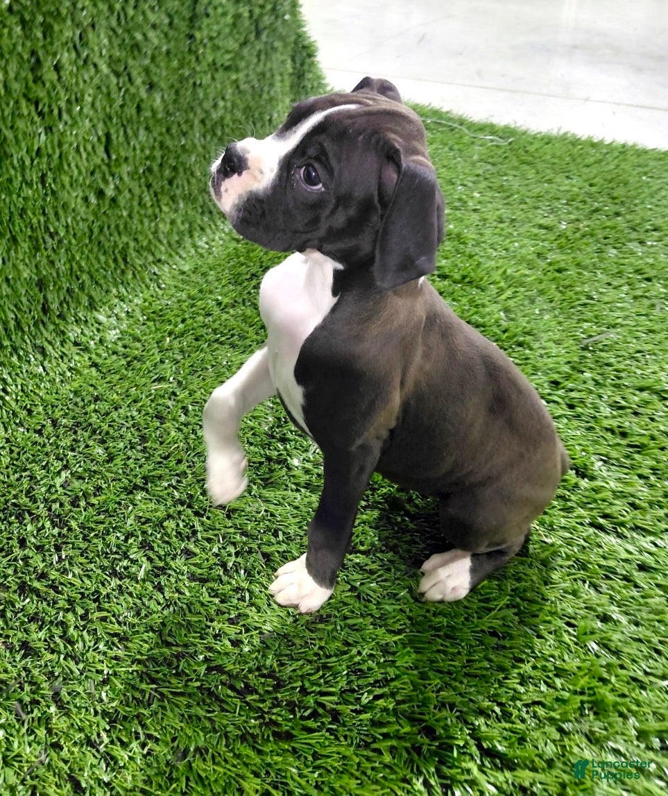 Boxer dogs for sale: Jana - Ad 1