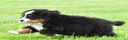 Bernese Mountain Dog dogs for sale: Ronnie - Ad 6