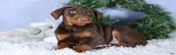 Doberman Pinscher dogs for sale: TYSON - Ad 1