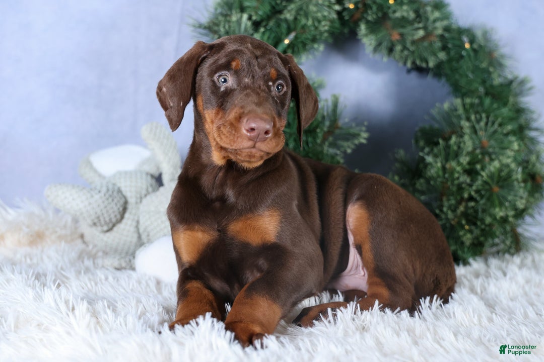 Doberman Pinscher dogs for sale: TYSON - Ad 1
