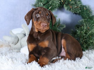 Doberman Pinscher dogs TYSON - Ad 36