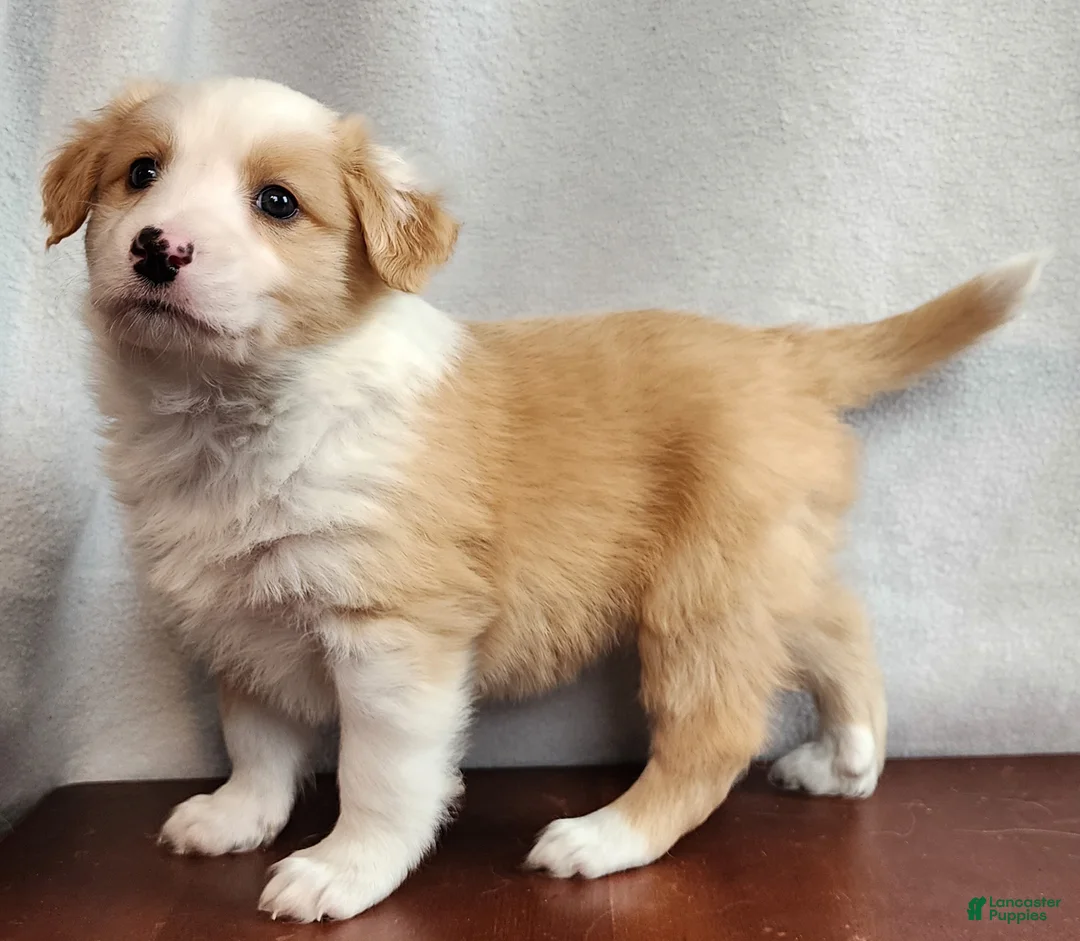 English Shepherd dogs for sale: Ro - Ad 2