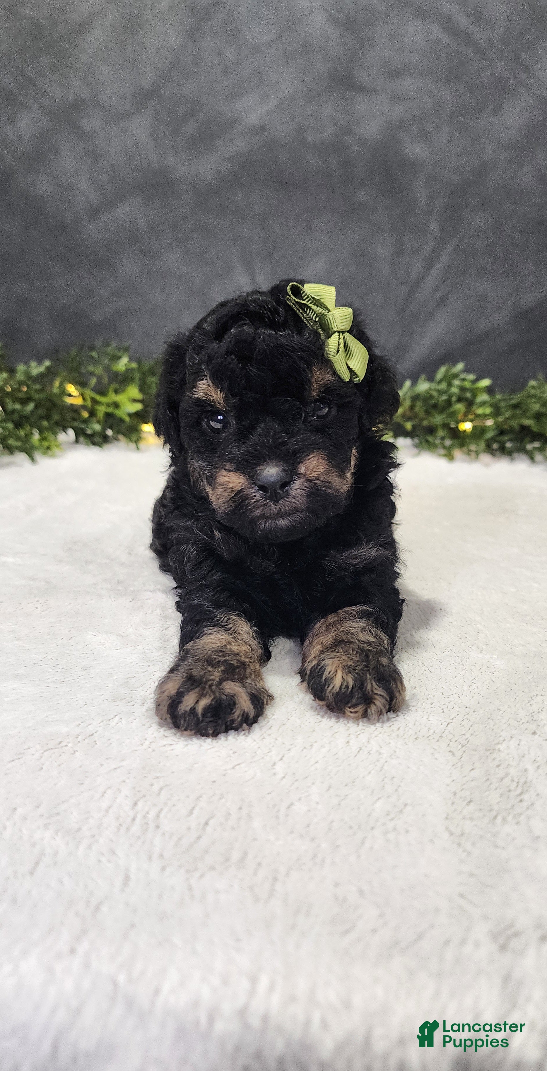 Miniature Poodle dogs Charlie  - Ad 2