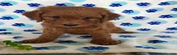 Mini Goldendoodle dogs for sale: Teddy - Ad 2