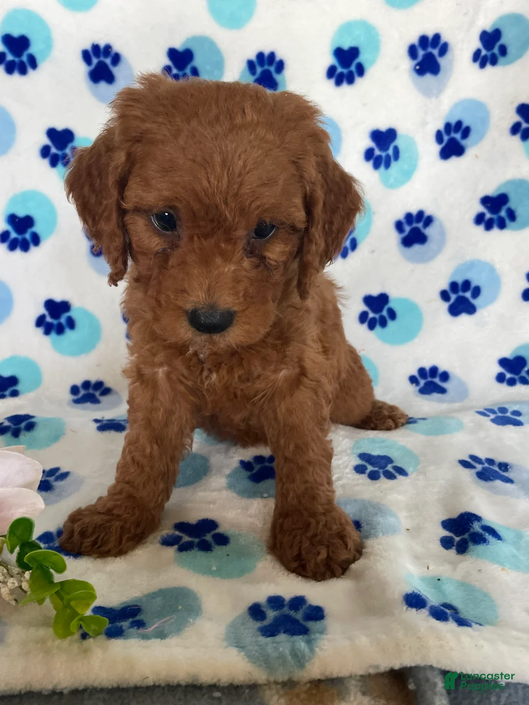 Mini Goldendoodle dogs for sale: Teddy - Ad 2