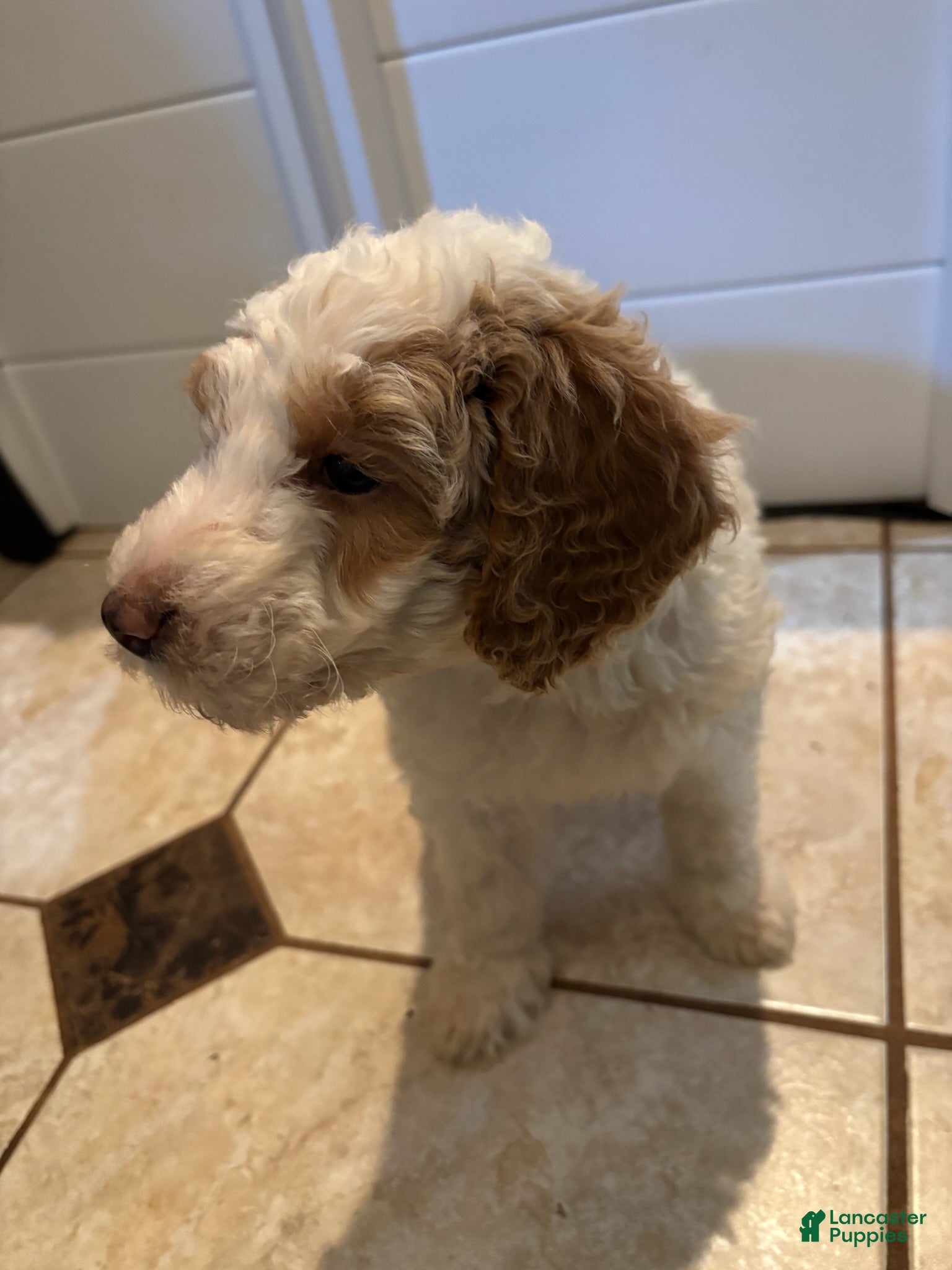 Mini Bernedoodle dogs for sale: Dahlia - Ad 2