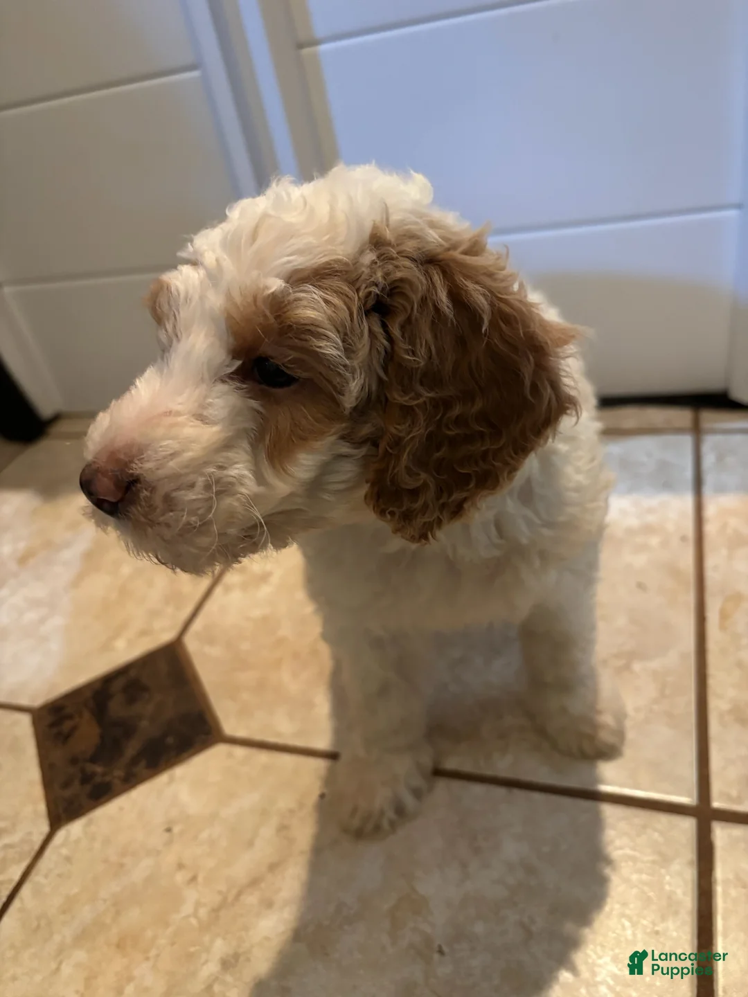 Mini Bernedoodle dogs for sale: Dahlia - Ad 2