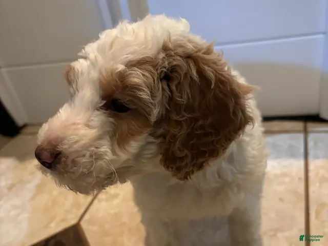 Mini Bernedoodle dogs for sale: Dahlia - Ad 2