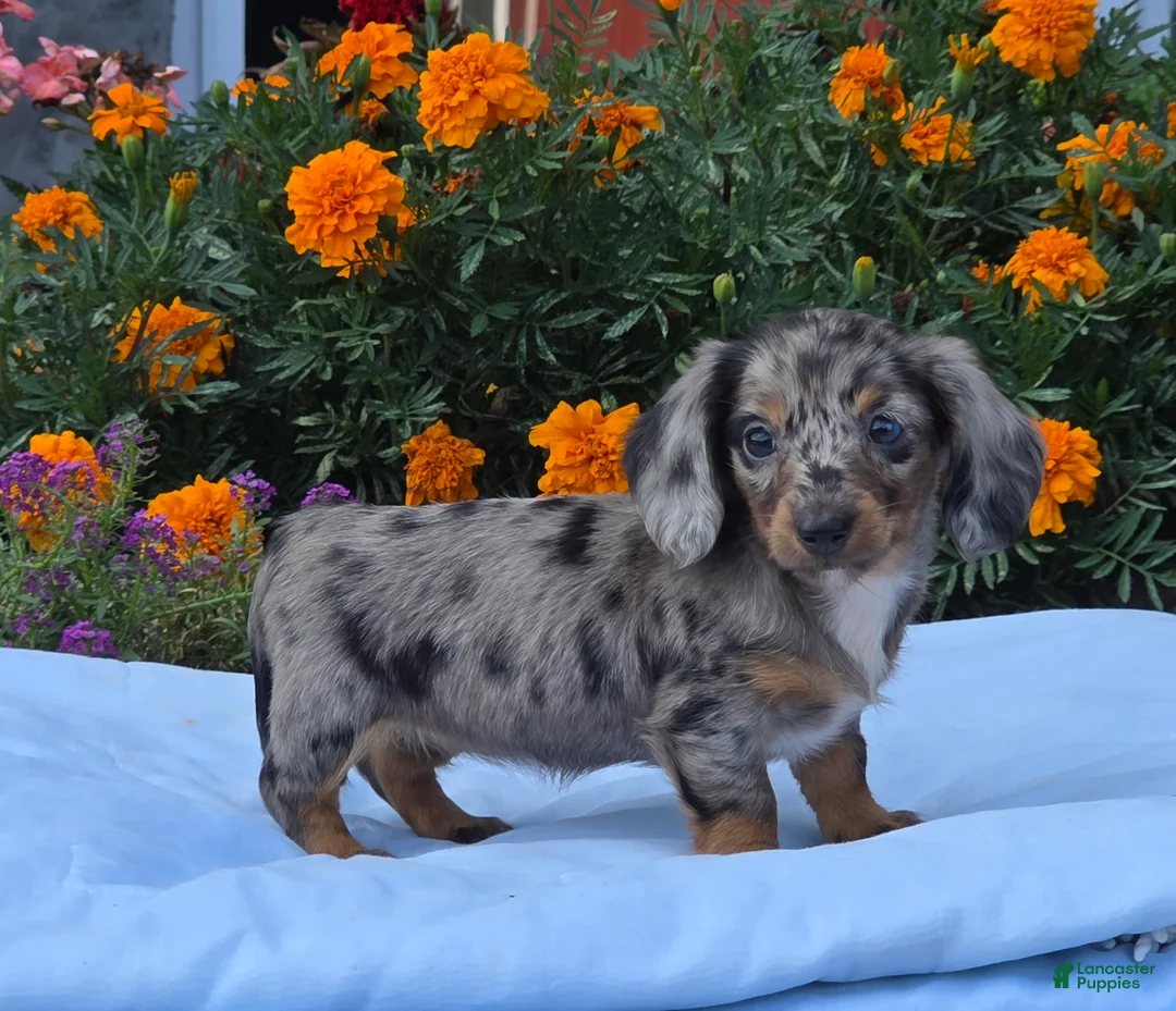 Miniature Dachshund dogs for sale: Lily - Ad 5