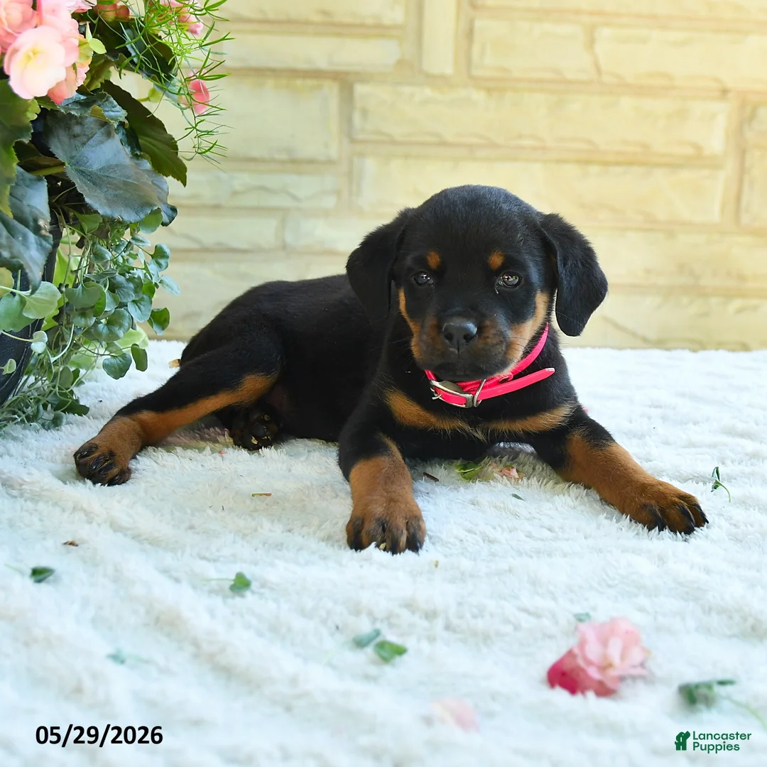 Rottweiler dogs for sale: Larissa - Ad 3