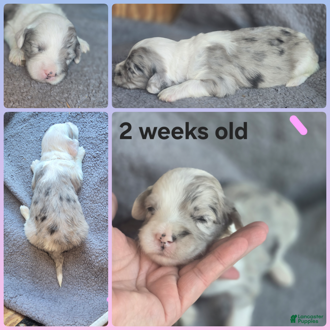 Sheepadoodle dogs Rose-light pink - Ad 13