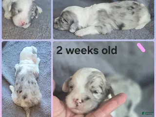 Sheepadoodle dogs Rose-light pink - Ad 13