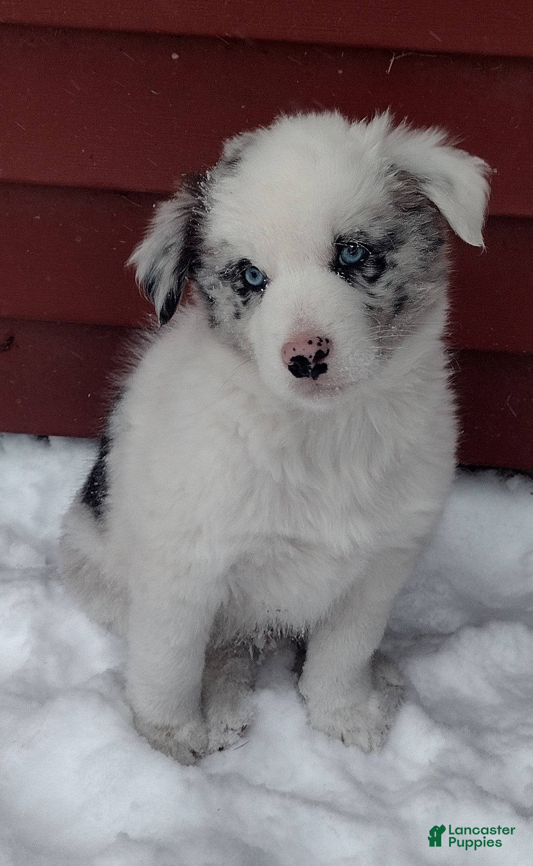 Border Collie dogs Max - Ad 36