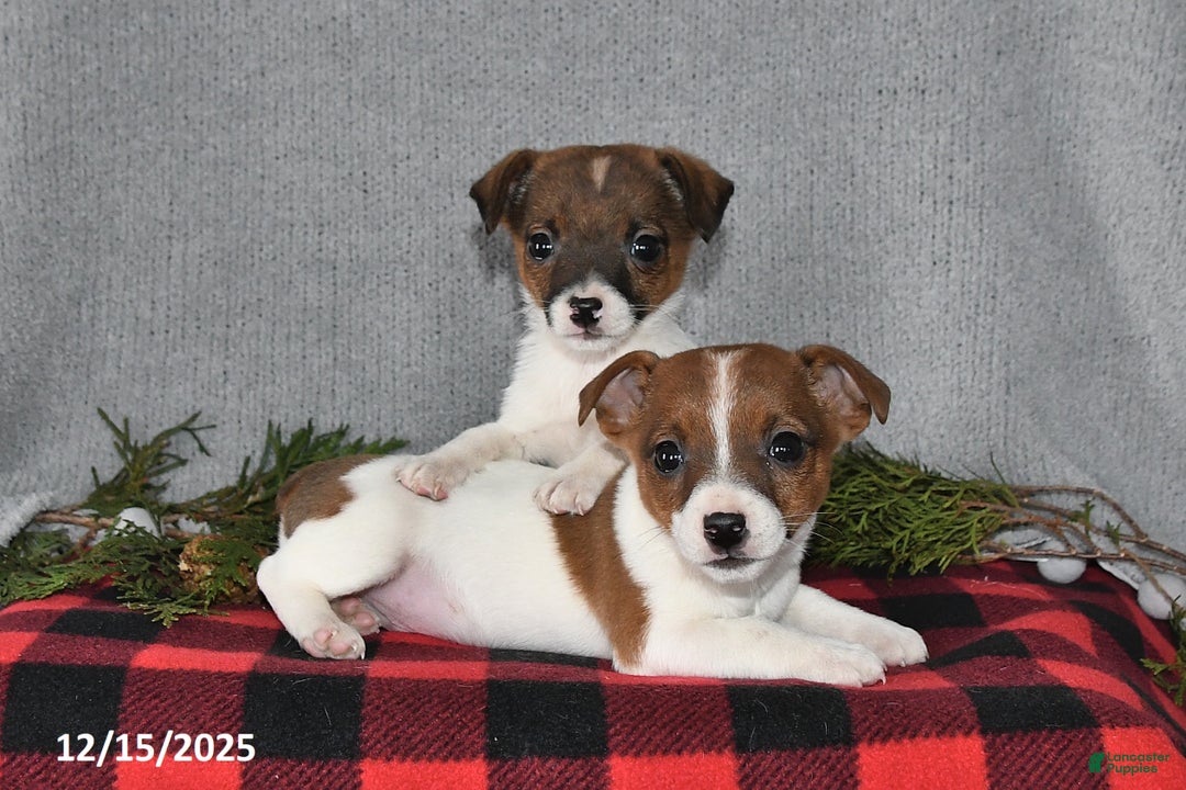 Jack Russell Terrier dogs for sale: Douglas - Ad 3