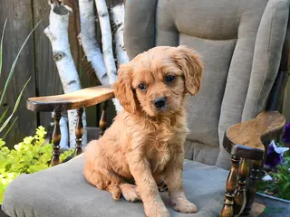 Miniature Golden Retriever dogs for sale: Patrick - Ad 1