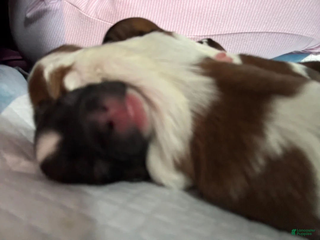 Mixed Breed dogs for sale: Teddy Bear Puppy 3 - Ad 2