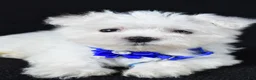 Maltese dogs for sale: Zebrina - Ad 4
