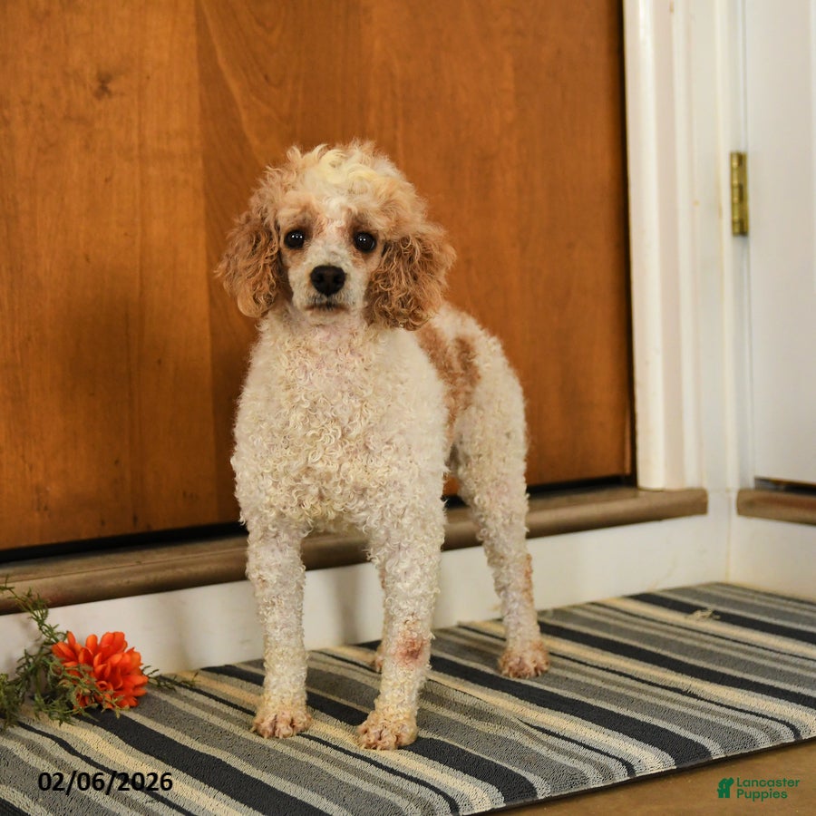 Miniature Poodle dogs Firecracker - Ad 2