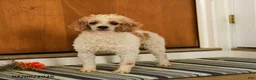Miniature Poodle dogs for sale: Firecracker - Ad 2