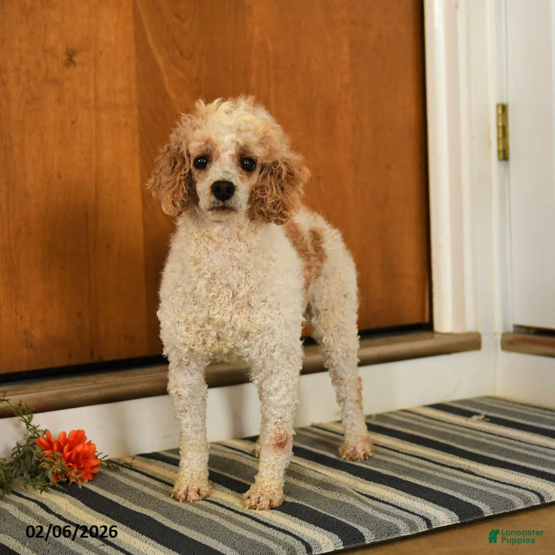 Miniature Poodle dogs for sale: Firecracker - Ad 2