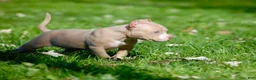 American Bully dogs for sale: Fawn Female 1 - Ad 3