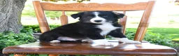 Border Collie dogs for sale: Luis - Ad 2