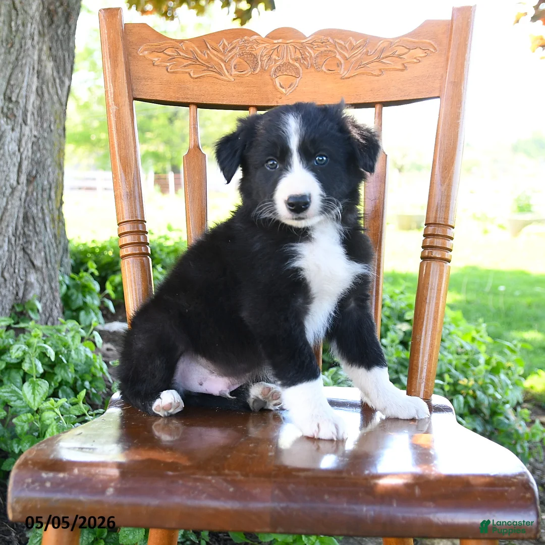 Border Collie dogs for sale: Luis - Ad 2