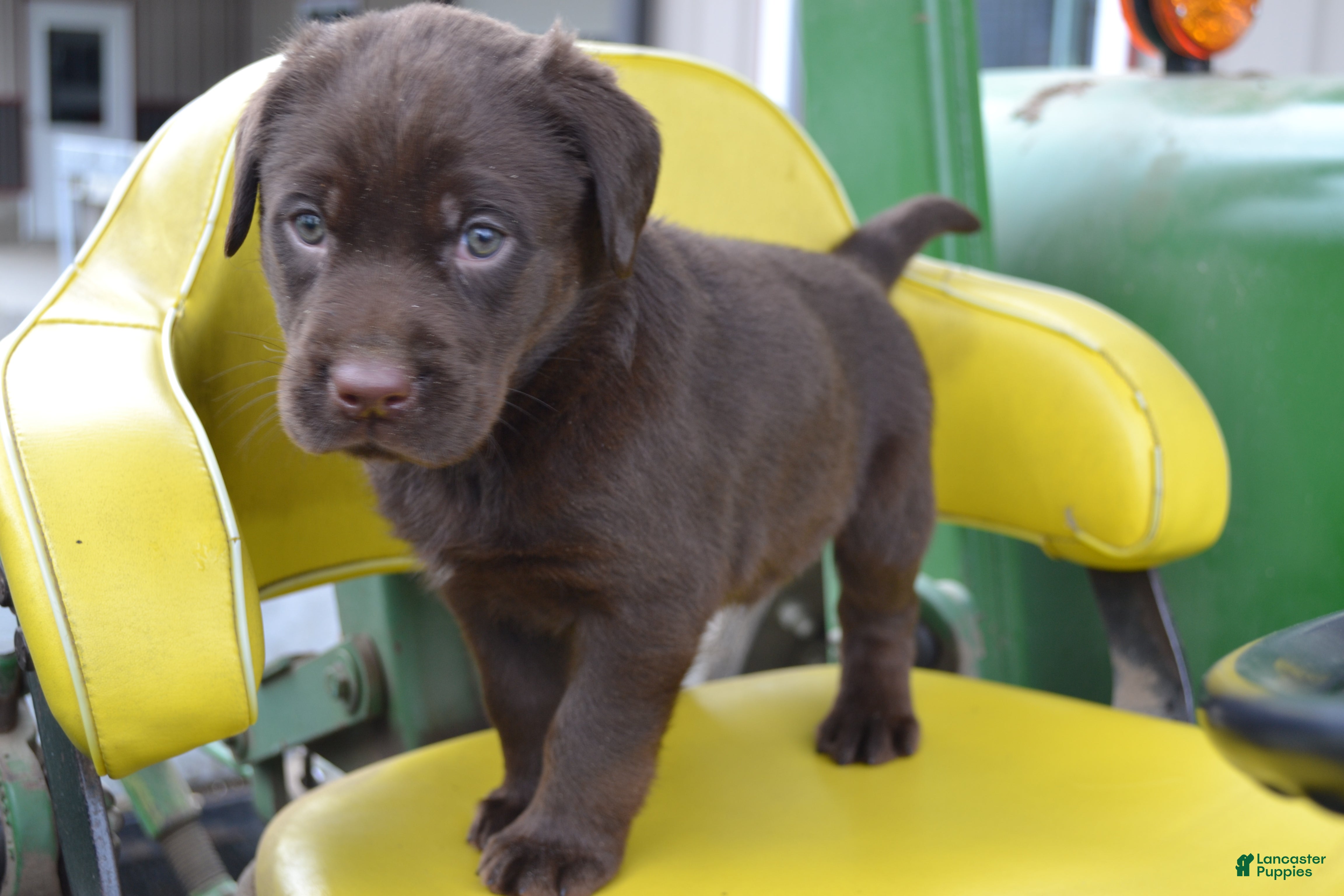 Labrador Retriever dogs Lanson - Ad 1