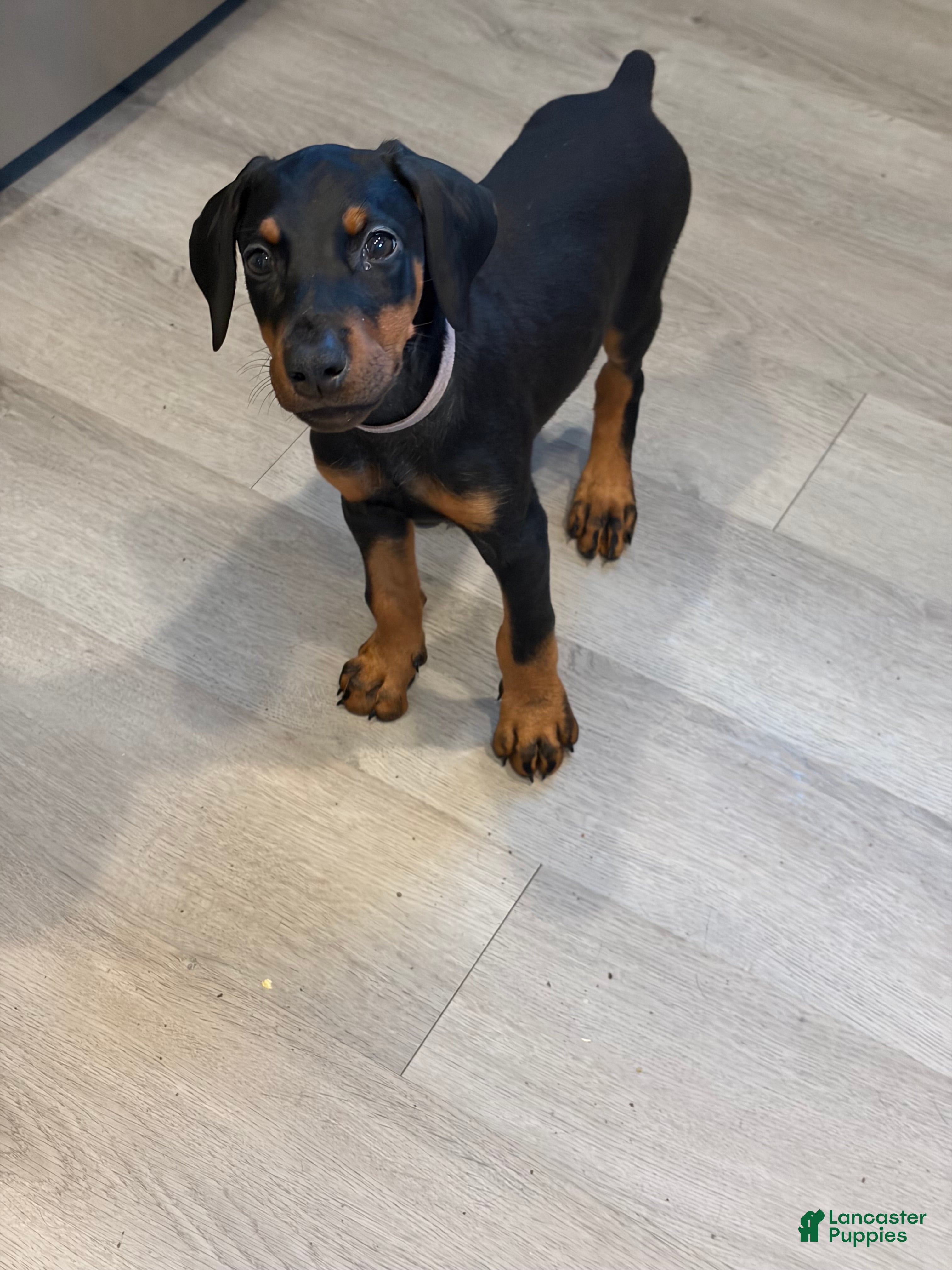 Doberman Pinscher dogs Doberman Pinscher 4 - Ad 2