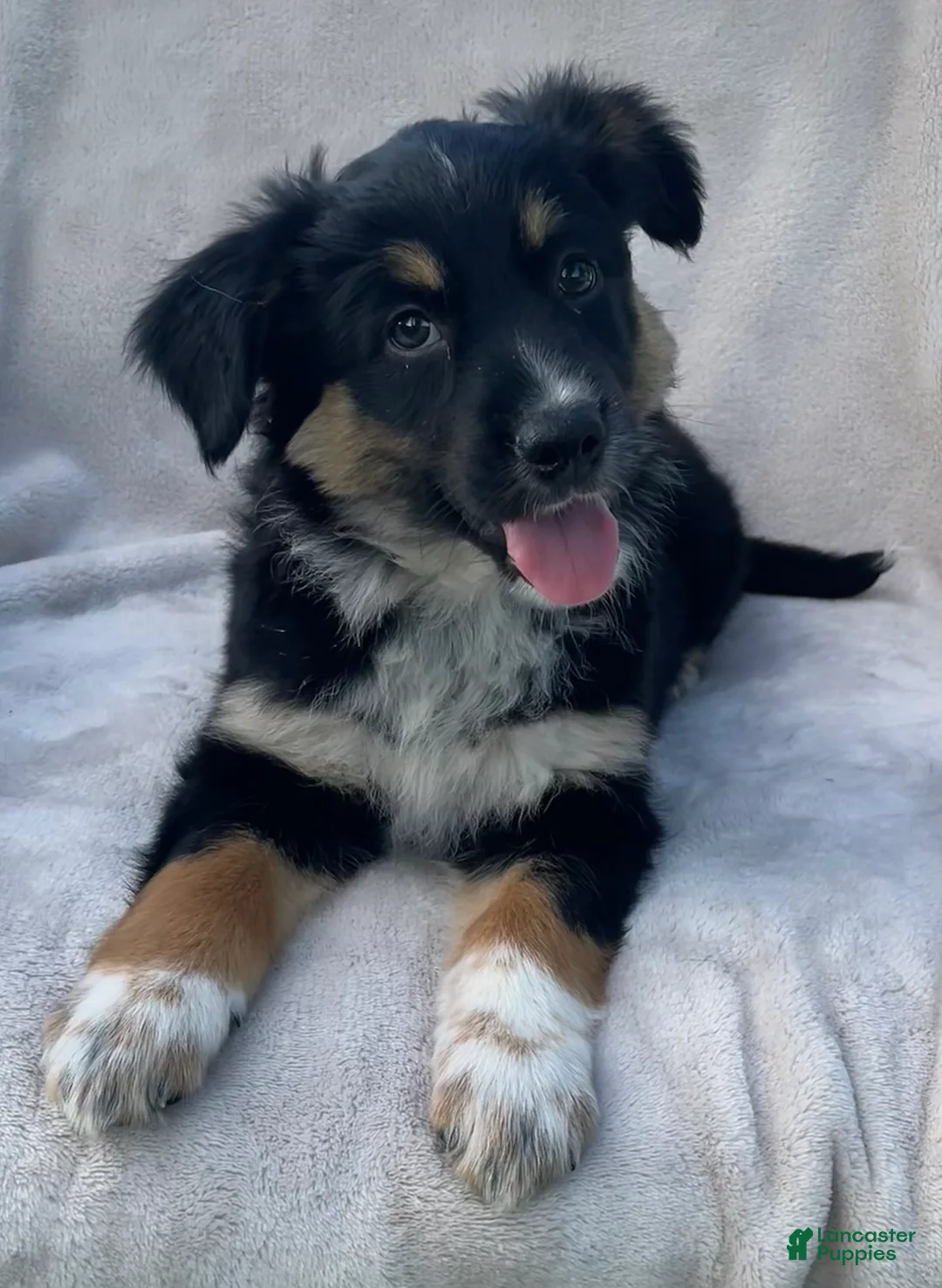 Mixed Breed dogs for sale: Sammy - Ad 2
