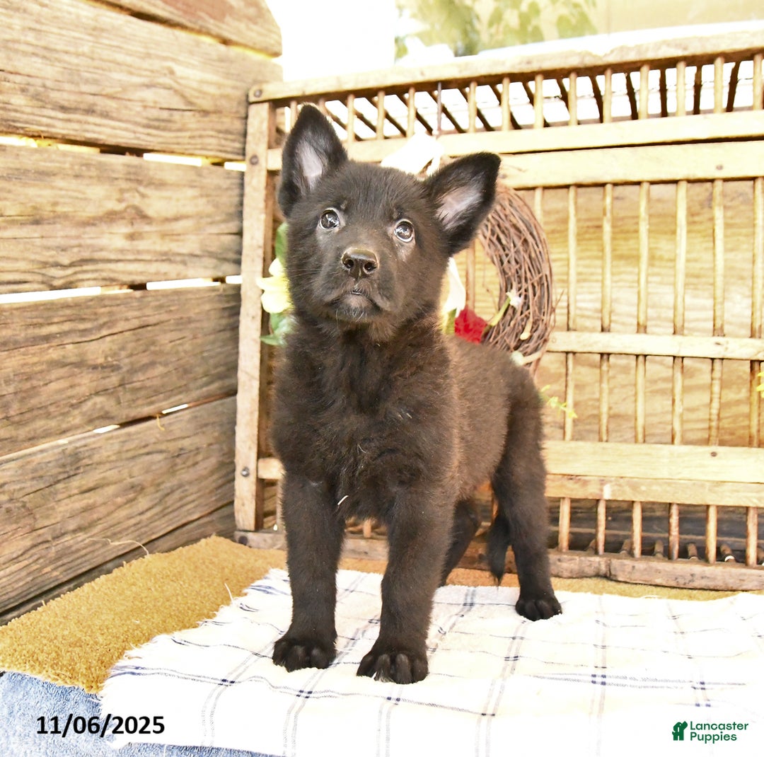 Mixed Breed dogs for sale: Oden - Ad 1