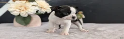 Boston Terrier dogs for sale: Mason - Ad 10