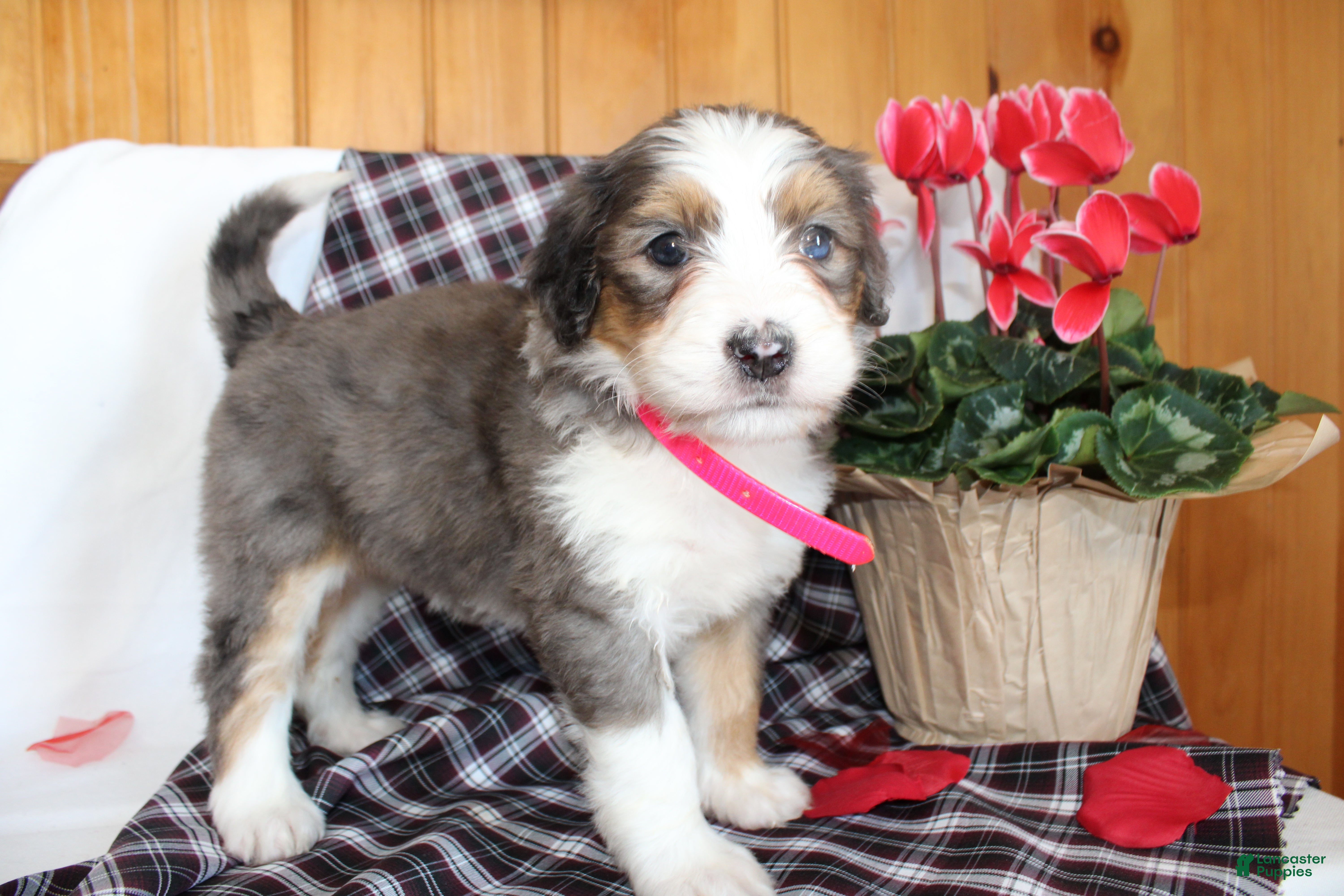 Bernedoodle dogs Petunia - Ad 6