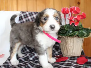Bernedoodle dogs Petunia - Ad 20