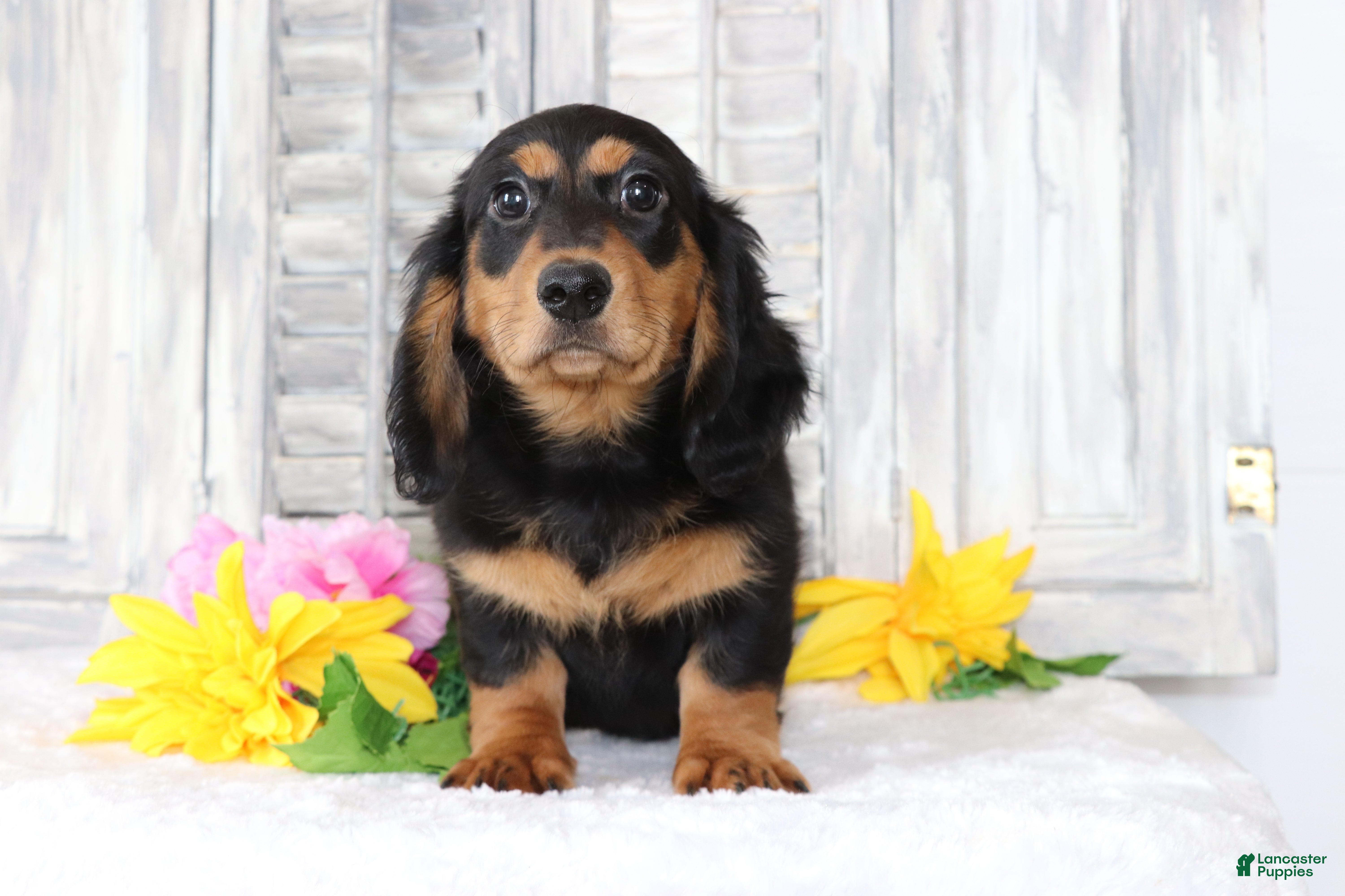 Dachshund dogs for sale: Bella  - Ad 2