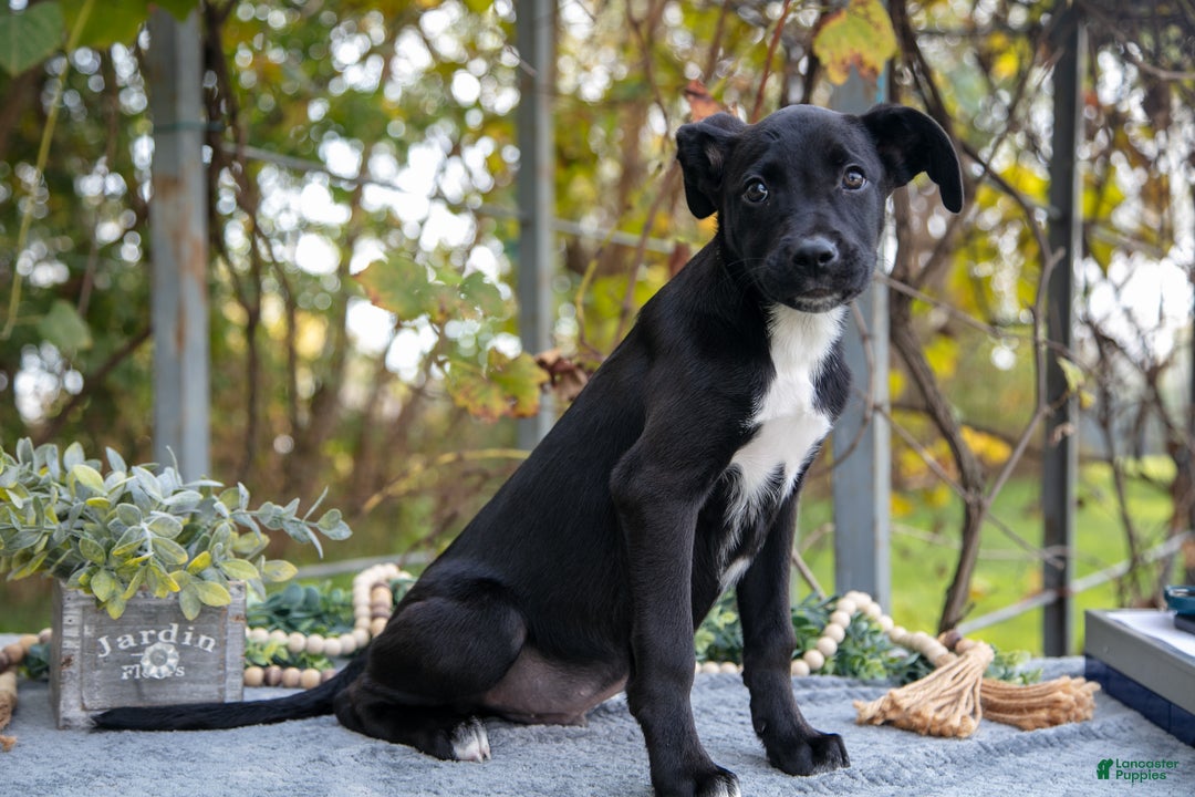 Mixed Breed dogs for sale: Diego - Ad 2