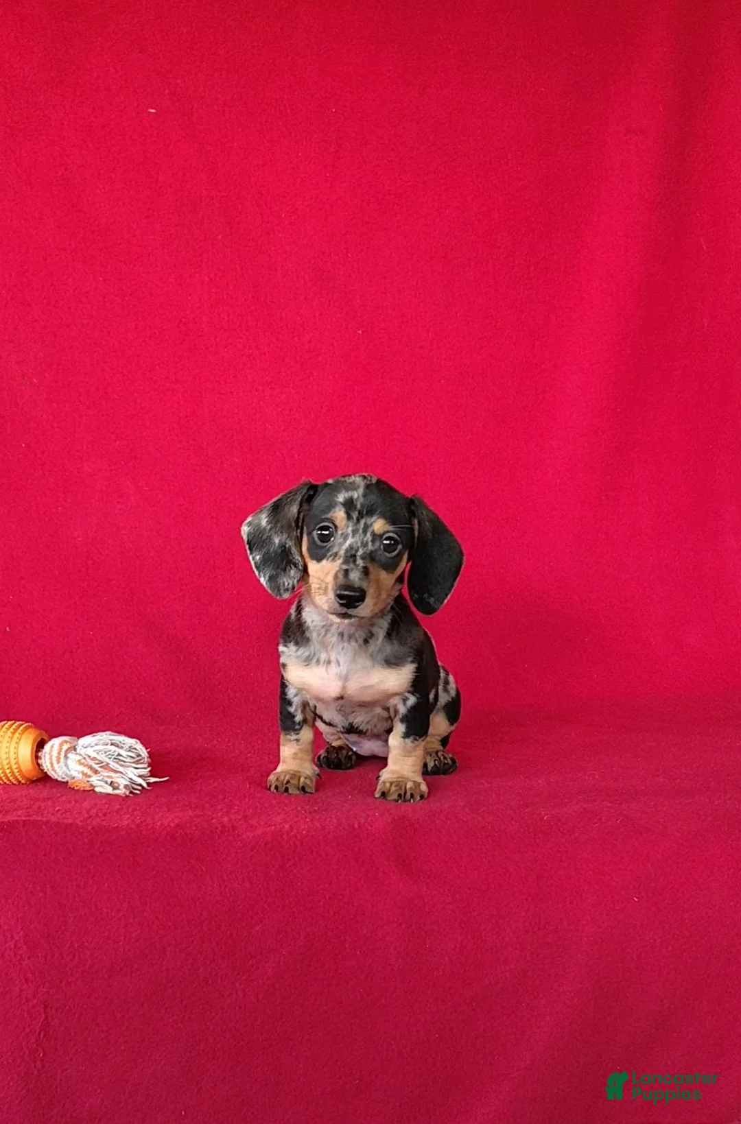Miniature Dachshund dogs for sale: Tammie - Ad 1