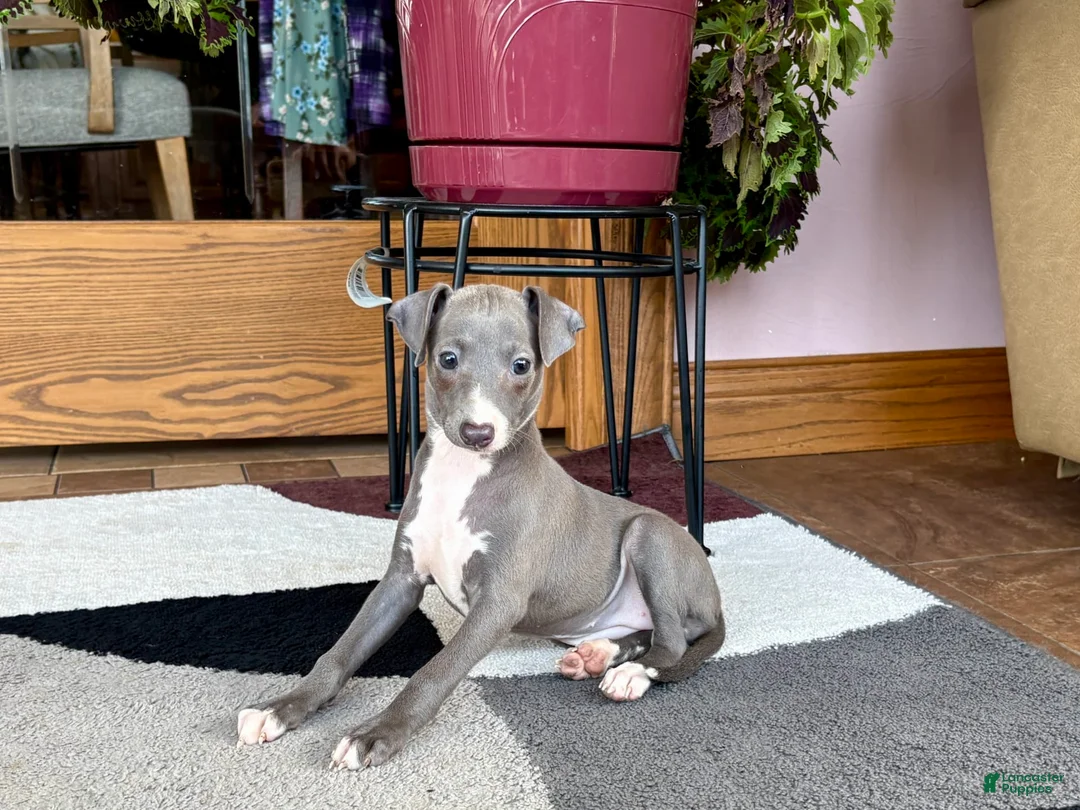 Italian Greyhound dogs for sale: Sonya - Ad 7