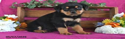 Rottweiler dogs for sale: Major - Ad 4