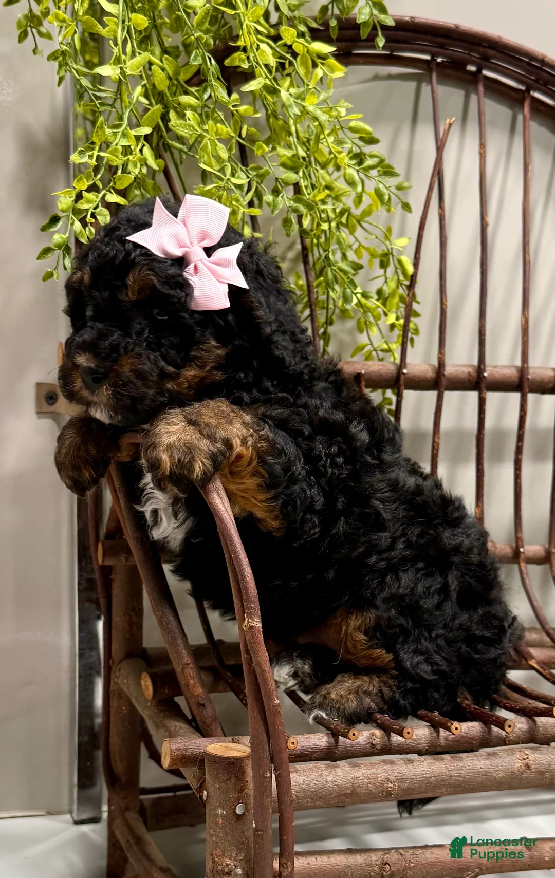 Cavapoo dogs for sale: Remi - Ad 1