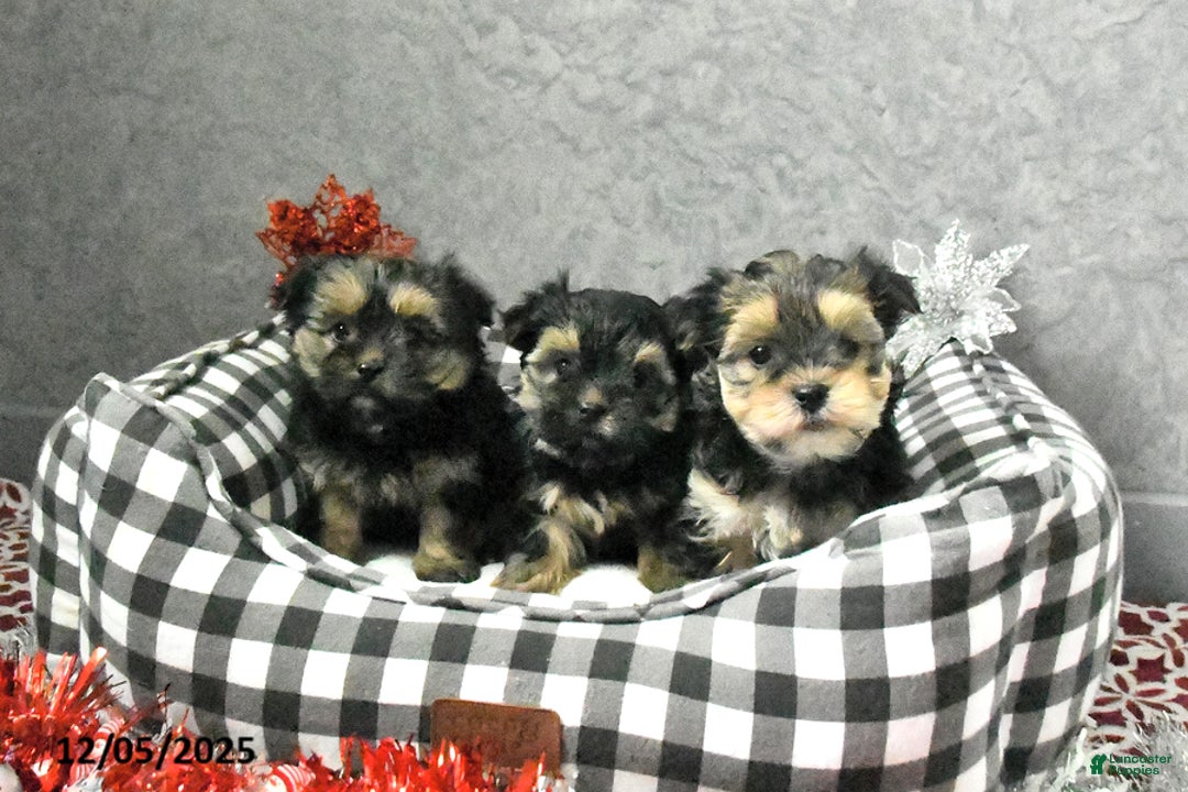 Yorkshire Terrier dogs for sale: Jack  - Ad 3