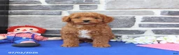 Goldendoodle dogs for sale: Casey - Ad 5