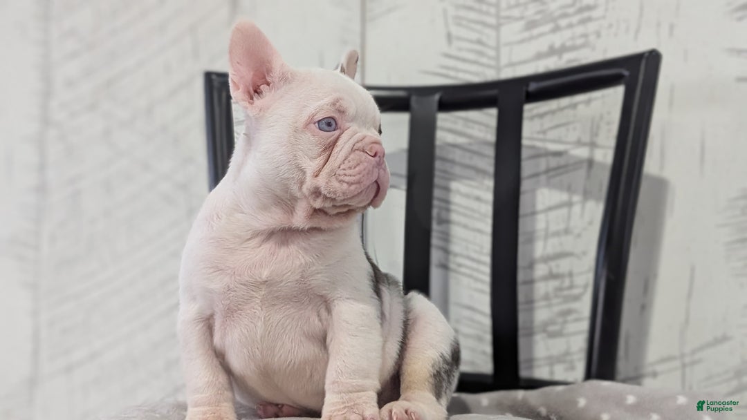 French Bulldog dogs for sale: Xander - Ad 4